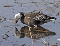 Snow Goose 6507